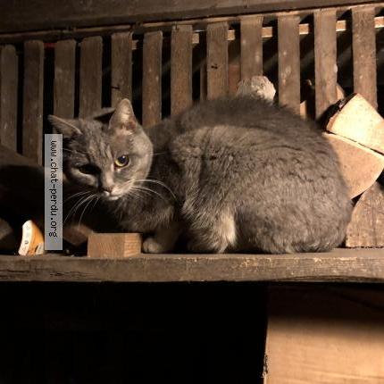 Photo 1/1 Chat trouvé Trouvé à La chaux de fonds