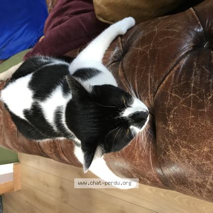 Photo 1/1 Chat retrouvé Perdu à Saint sebastien piriac sur mer