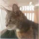 Photo de chat perdu à Parigny