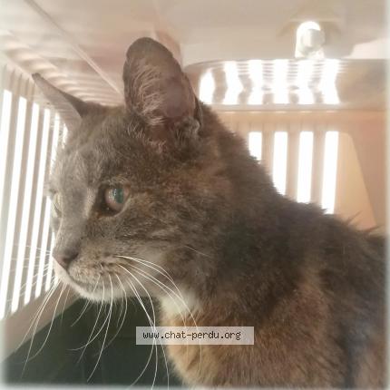 Photo 1/1 CAJOU Chat perdu à Parigny