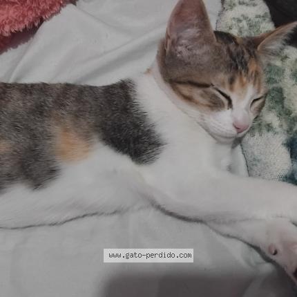 Photo 1/1 Cherry Chat perdu à Ciudad de mexico