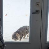 Photo de chat trouvé à L Ancienne Lorette