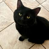 Photo de chat perdu à Shawinigan