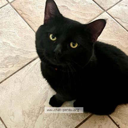 Photo 1/1 Mylo Chat perdu à Shawinigan