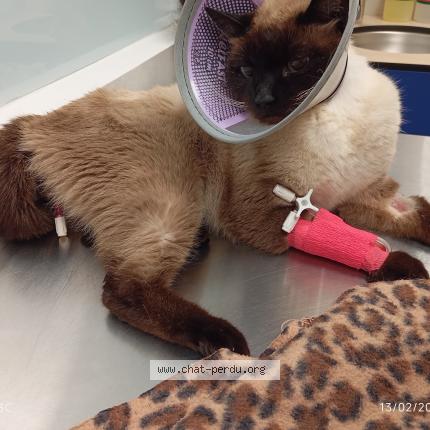 Photo 1/1 Chat retrouvé Perdu à Le cannet