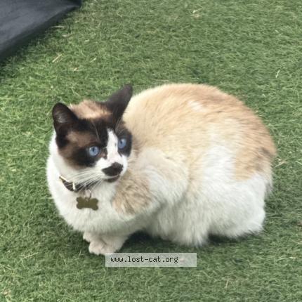 Photo 1/1 Marley Chat perdu à Ca