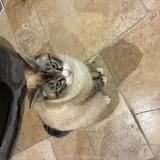 Photo de chat perdu à Donzenac