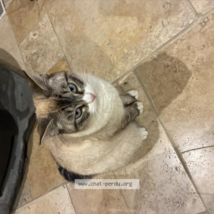 Photo 1/1 Mimine Chat perdu à Donzenac