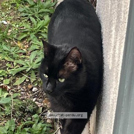 Photo 1/1 Chat retrouvé Perdu à Valence