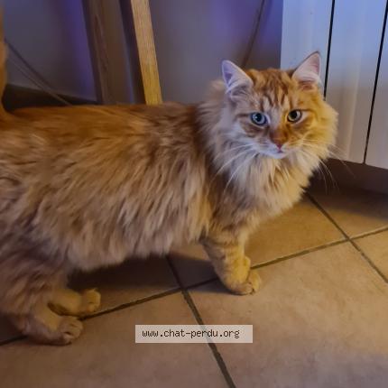 Photo 1/1 helene senac Chat perdu à Ganges