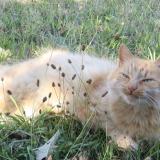 Photo de chat perdu à Sainte Consorce