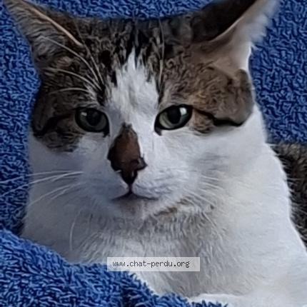 Photo 1/1 Chat retrouvé Perdu à Vitry sur seine