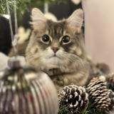 Photo de chat perdu à Brest