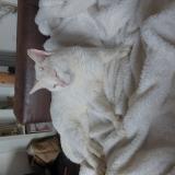 Photo de chat trouvé à Bourg Des Comptes