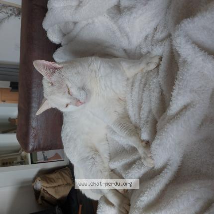 Photo 1/1 Chat trouvé Trouvé à Bourg des comptes