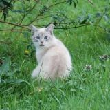 Photo de chat trouvé à Boisredon