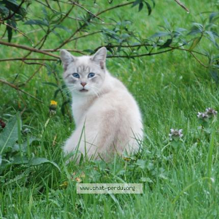 Photo 1/1 Chat trouvé Trouvé à Boisredon