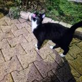 Photo de chat trouvé à Sury Le Comtal