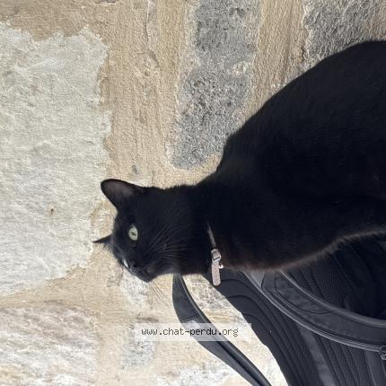 Photo 1/1 Chat trouvé Trouvé à Montpellier