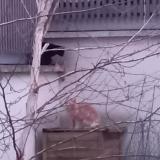 Photo de chat trouvé à Aubervilliers