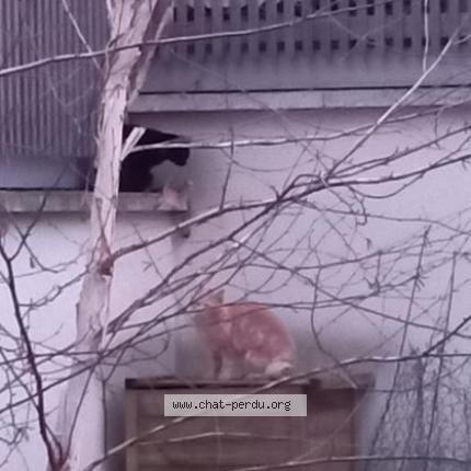 Photo 1/2 Chat trouvé Trouvé à Aubervilliers