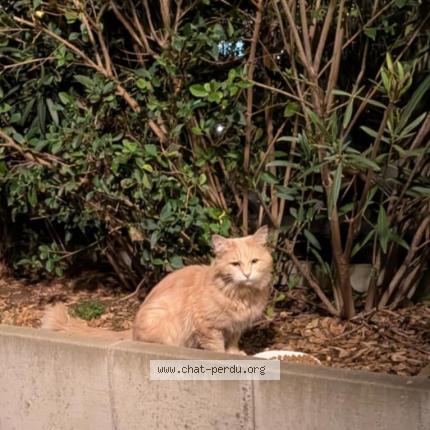 Photo 2/2 Chat trouvé Trouvé à Aubervilliers