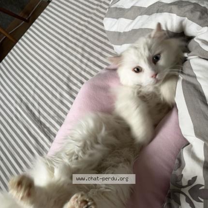 Photo 1/1 Chat retrouvé Perdu à St andre les vergers