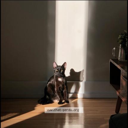 Photo 1/1 Chat retrouvé Perdu à Montreal