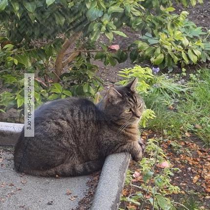 Photo 1/1 Chat retrouvé Perdu à Schaerbeek