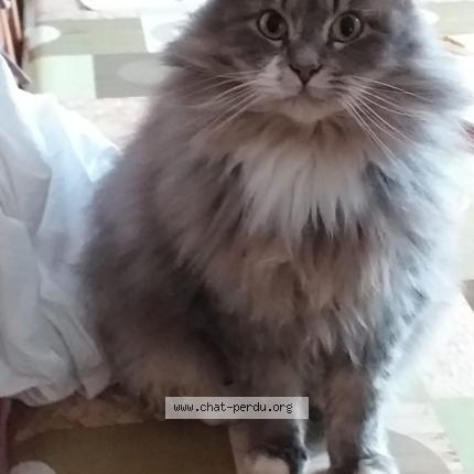 Photo 2/5 Nina Chat perdu à La ferte gaucher