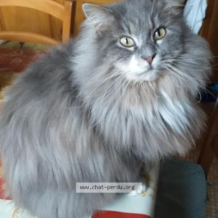 Photo 3/5 Nina Chat perdu à La ferte gaucher