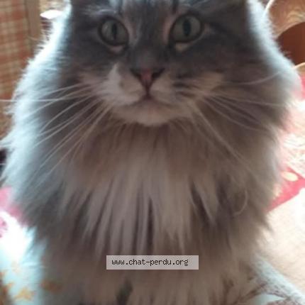 Photo 4/5 Nina Chat perdu à La ferte gaucher