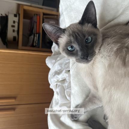 Photo 1/1 Yama Chat perdu à Pessac