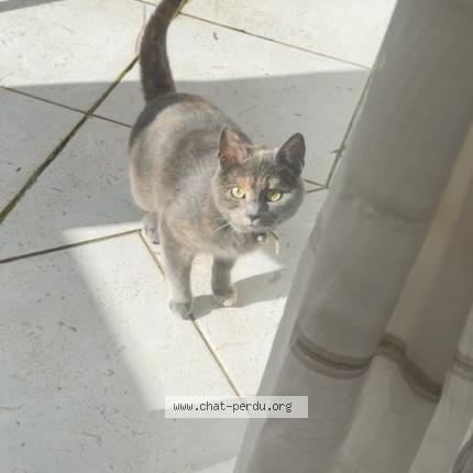 Photo 1/1 Chat retrouvé Trouvé à Henin beaumont