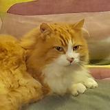 Photo de chat perdu à Bretenieres