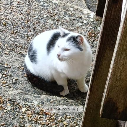 Photo 1/1 Chat trouvé Trouvé à Conches