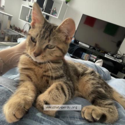 Photo 1/1 Mowgli Chat perdu à Besancon