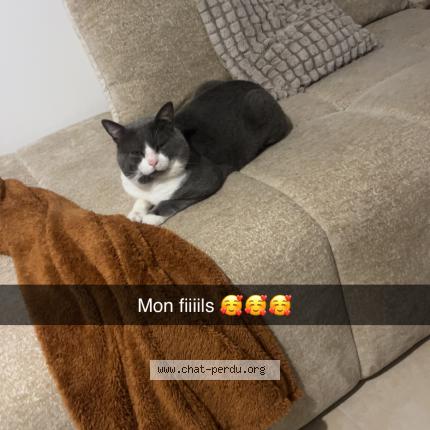 Photo 1/1 Tokyo Chat perdu à Saint mandrier sur mer