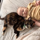 Photo de chat perdu à Hope Mills