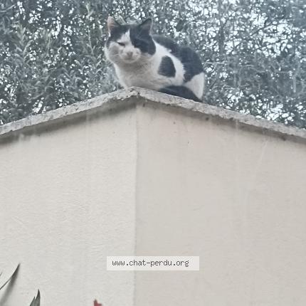 Photo 1/1 Chat trouvé Trouvé à Feyzin