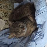 Photo de chat perdu à Escala