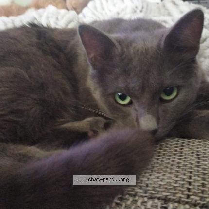 Photo 1/1 Urano Chat perdu à Malville