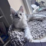 Photo de chat perdu à Beyne Heusay