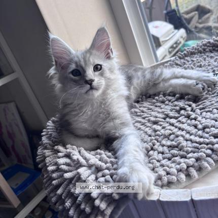 Photo 1/1 Alaska Chat perdu à Beyne heusay