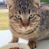 Photo de chat trouvé à Brazey En Plaine