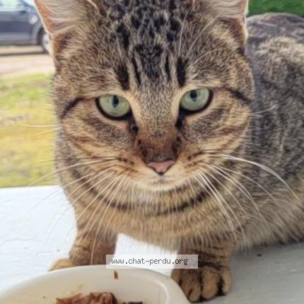 Photo 1/1 Chat trouvé Trouvé à Brazey en plaine