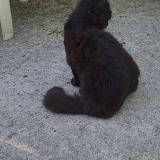 Photo de chat perdu à Coutevroult