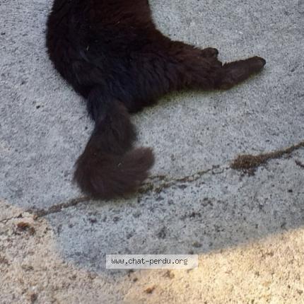 Photo 2/2 Caliméro Chat perdu à Coutevroult