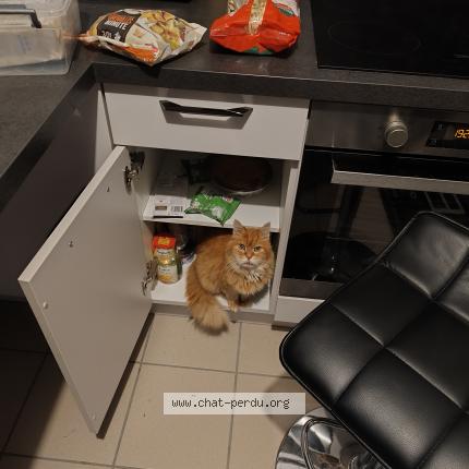 Photo 1/1 Chat retrouvé Perdu à Vernon