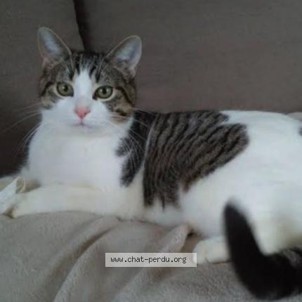 Photo 1/1 Cacahouète Chat perdu à Vitrolles